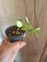 Хоя Heuschkeliana variegata, снимка 3