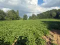 Картофи Сорая от производител, снимка 2