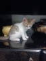 🐾 Търся дом за едно прекрасно мъжко котенце, снимка 3