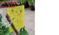 продавам лепкав капан за мухи и други  насекоми , снимка 3