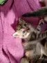 Търся дом за 4 малки котенца и майка им, снимка 2