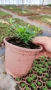 Котонеастър Дамери Мажор, Cotoneaster Dammeri Major, снимка 7