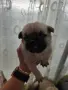 🐾 Очарователни бебета мопс търсят своите любящи семейства! 🐾, снимка 5