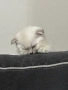 Женско коте , снимка 5