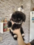 ПРОДАВАМ  ПЕКИНЕЗЧЕ гр. Плевен 1 момче , снимка 2