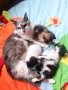 Перник 3 котета търсят нов дом , снимка 2