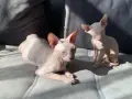момченце канадски Сфинкс , снимка 3