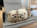 Померани, снимка 3