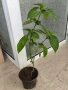 Barleria cristata филипинска виолетка, снимка 2