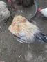 Красиви млади петлета, снимка 5