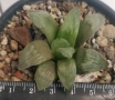 Хавортия Haworthia mutica cv Byakuya Midnight Sun Сукулентно растение 6-7 см, снимка 2