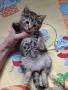 Кафяво тигрово женско коте на 50 дни - Перник, снимка 1