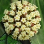 Hoya Хоя Svetlana , снимка 1