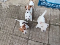 Джак Ръсел Териер , снимка 2