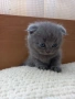Продавам шотландски британски котета , снимка 2