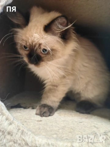 Регдол/ Ragdoll котенце, снимка 3 - Други - 55083658