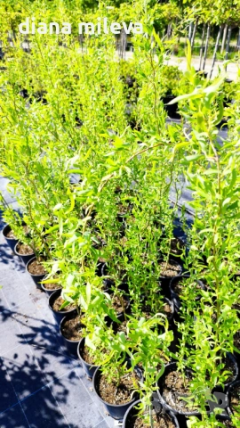 Къдрава върба ‘Тортуоса’, (Salix matsudana ‘Tortuosa’), снимка 9 - Градински цветя и растения - 53639320