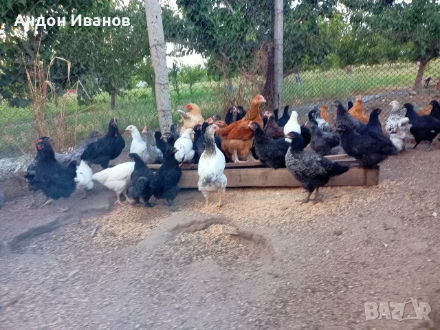 Пиленца(пилета) излюпени на 02.06.2026г.., снимка 10 - други­ - 55062573