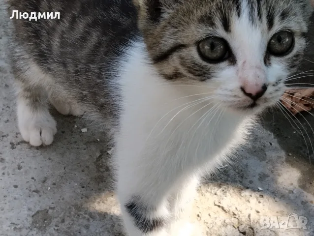 Котета подарявам!!!, снимка 5 - Други - 55702226