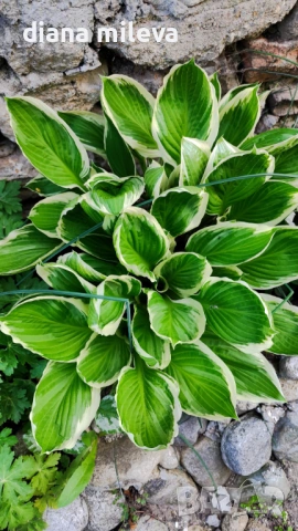 Хоста Франция, Hosta Francee , снимка 2 - Градински цветя и растения - 49756639