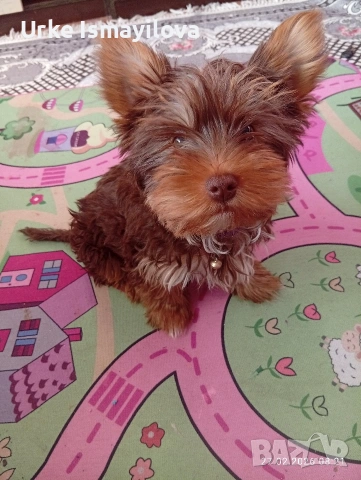 мини йоркширски териер , снимка 4 - Йоркширски териер - 53969630