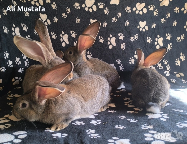 Зайци Великани и кочовати, снимка 12 - Други - 53465684