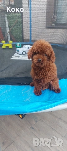 пудел Тийкъп/Той пудел за разплод , снимка 11 - Пудели - 51018130