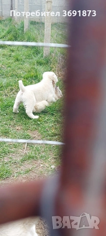 алабайчета чистокръвни, снимка 16 - Алабай - 54087010