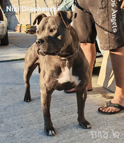 Pit bull питбулчета бул нос, снимка 10 - Питбул - 55218506