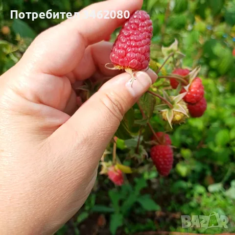 Продавам Розов домат, снимка 10 - Разсади - 55340415