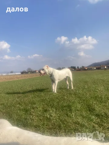Дого Аржентино / Dogo argentino , снимка 10 - Дого аржентино - 55180416