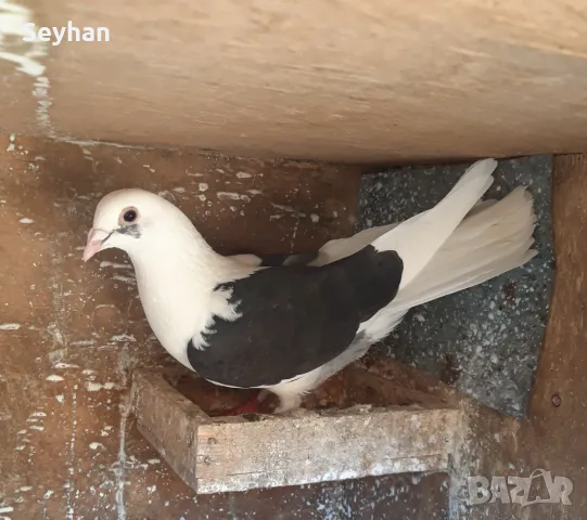 Пощенски на капак женска 