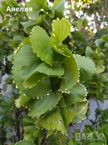 Акалифа с къдрави листа Acalypha wilkesiana curly.