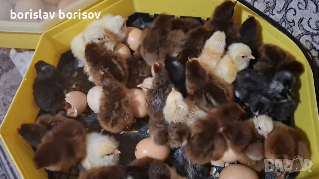 Малки пилета и пъдпъдъци!, снимка 3 - Кокошки и пуйки - 54910727