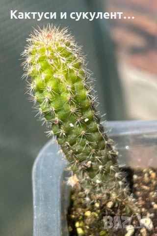 Кактус Chamaecereus Hybrid оранжев , снимка 7 - Градински цветя и растения - 54807490