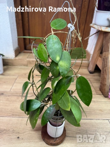 Hoya Хоя Parasitica Gps 206, снимка 3 - Стайни растения - 54569465