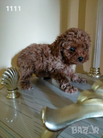 Тийкъп Той Пудел, снимка 4 - Пудели - 54014156