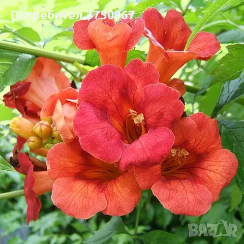 🧡🌿🧡 Текома (Campsis radicans)