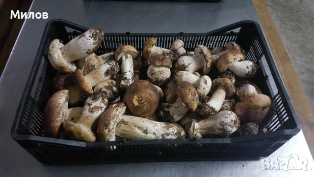 Гъби Сушени / Замразени Манатарка, Челадинка, Пачи крак