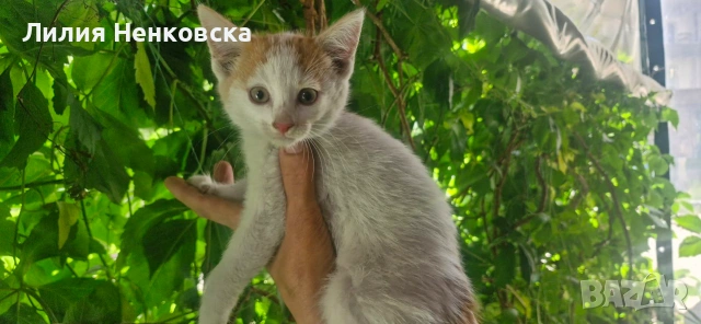 Подарява се бяло, мъжко котенце, снимка 2 - Други - 55150823