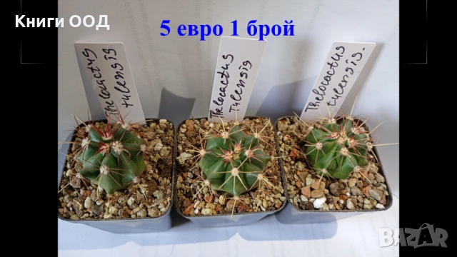 Кактук -Thelocactus tulensis 5.5 см саксия. 5 евро 1 брой.