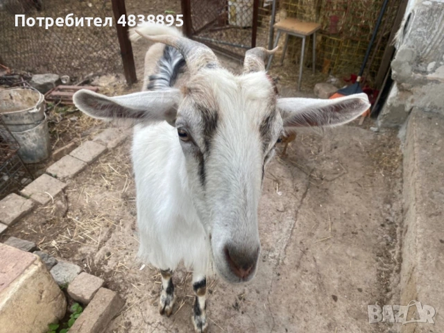 Продавам кози, снимка 3 - Кози - 54681653