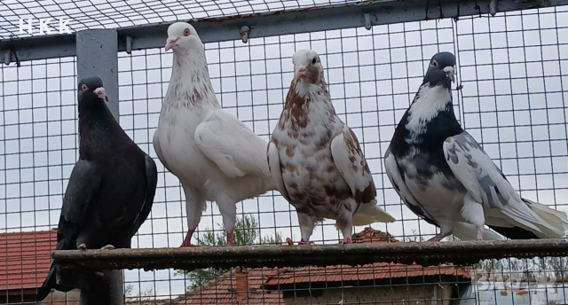 Пазарджишки гълъби , снимка 3 - Гълъби - 54061614