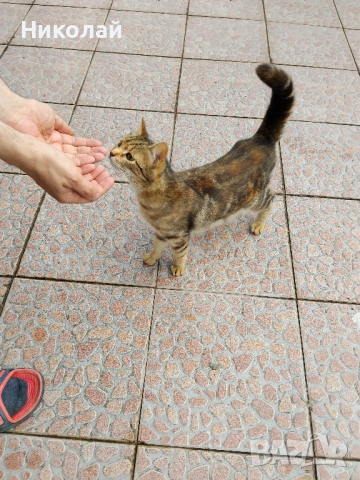 Подарявам две котки, снимка 4 - Други - 54526041