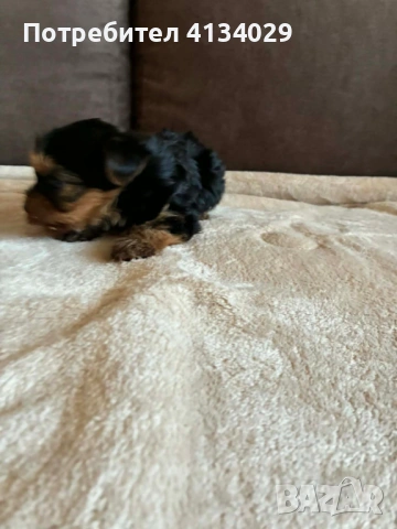Мини  Йорки мъжки  роден на 1.03.26 , снимка 9 - Йоркширски териер - 53228272