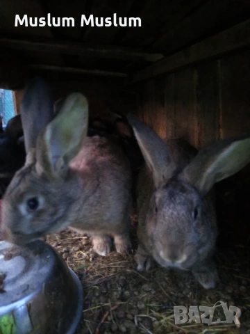 Zaici , снимка 6 - Други - 54212482