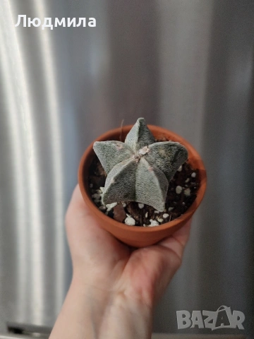 Astrophytum myriostigma,, снимка 2 - Стайни растения - 55221865