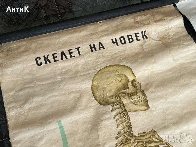 Соц Учебни Медицински Плакати Постери Табла, снимка 3 - Антикварни и старинни предмети - 55690953