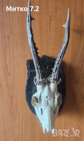 Трофей от сръндак, снимка 5 - Декорация за дома - 53984017