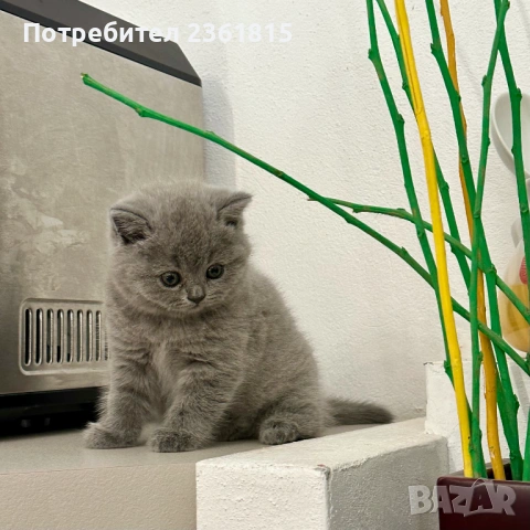 Мъжко чистокръвно британско котенце, снимка 10 - Британска късокосместа - 54580611